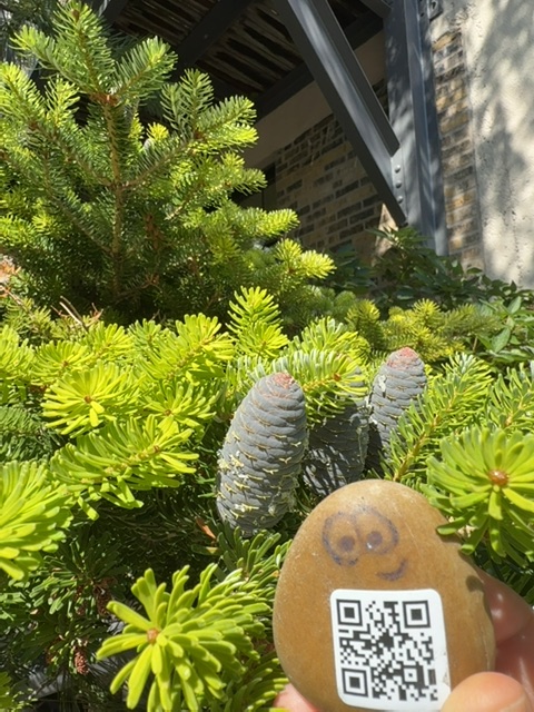 A small painted rock with a QR code is being held in someone's hand in bright sunlight, positioned at ground level among vibrant green succulents and yellow flowers in what appears to be a garden bed near a building. The setting is close and intimate, with the hand holding the rock steady while lush plant foliage surrounds it, and architectural elements like wooden beams and brick walls are visible in the soft-focused background. The time appears to be midday or early afternoon based on the strong, clear sunlight illuminating the scene.