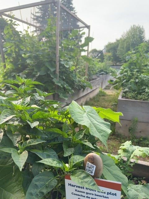 A small painted rock figure rests on the soil of a garden bed among lush green plants with large leaves, positioned in the foreground of a community garden plot. Behind it stretches a productive garden scene with metal trellises, raised beds, verdant foliage, and residential buildings visible in the soft, overcast daylight typical of midday or early afternoon. The composition places the viewer at ground level among the vegetation, creating an intimate perspective of the cultivated space.