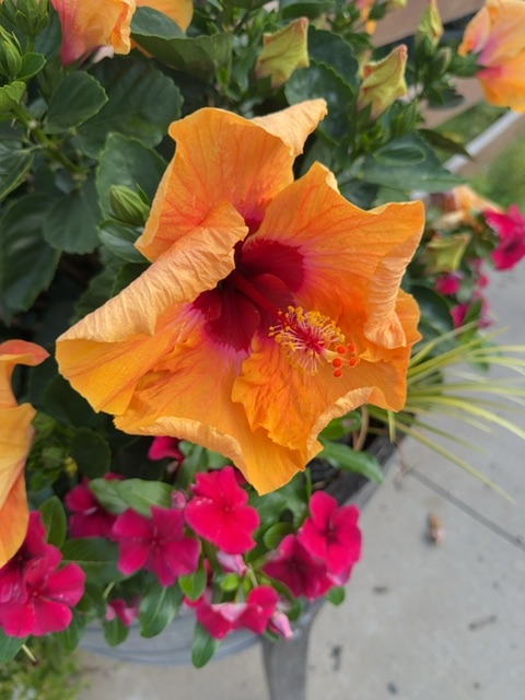 A small toy figure would be resting on a concrete or paved surface at ground level, surrounded by potted flowering plants in bright sunlight. The figure's view would be dominated by a large orange hibiscus flower with deep red throat markings and prominent stamens, along with magenta petunias and other blooms in nearby containers. The scene appears to be outdoors in daylight with warm, direct sunlight illuminating the flowers, with no people visible in the frame.